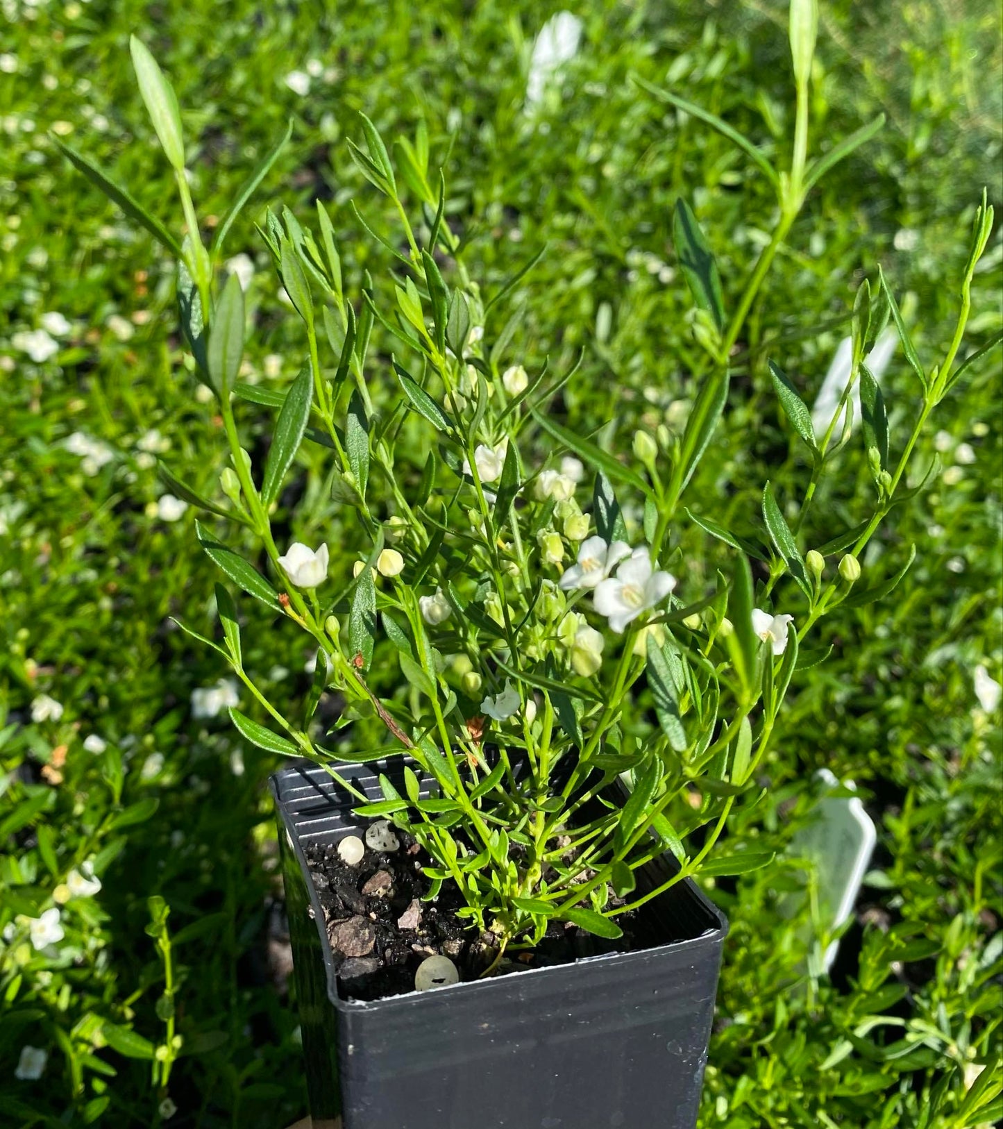 Western Sydney White Boronia Polygalifolia