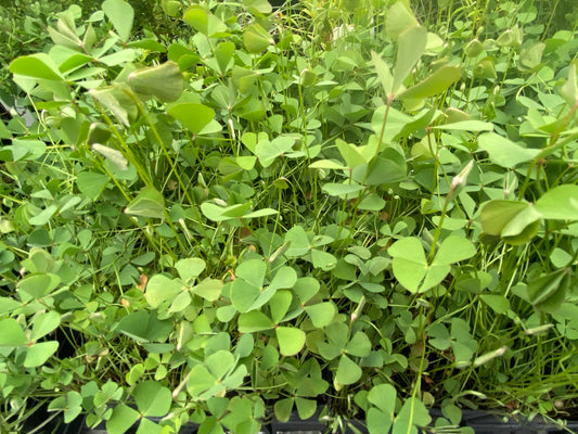 Marsilea hirsuta