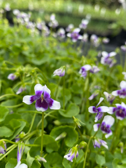 Viola hederacea