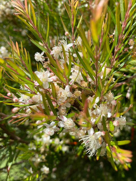 Austromyrtus tenuifolia