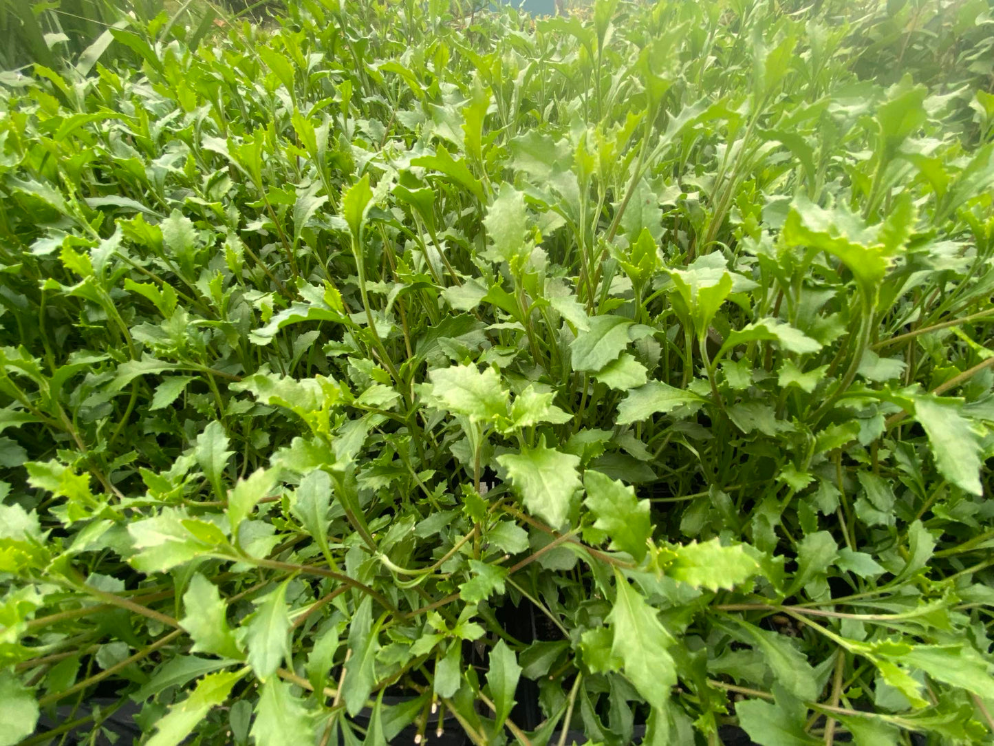 Scaevola albida