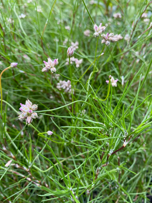 Laxmannia gracilis