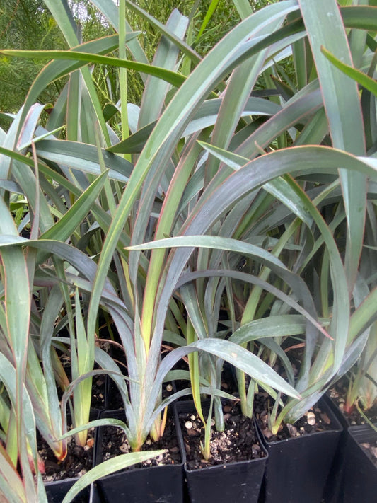 Dianella prunina