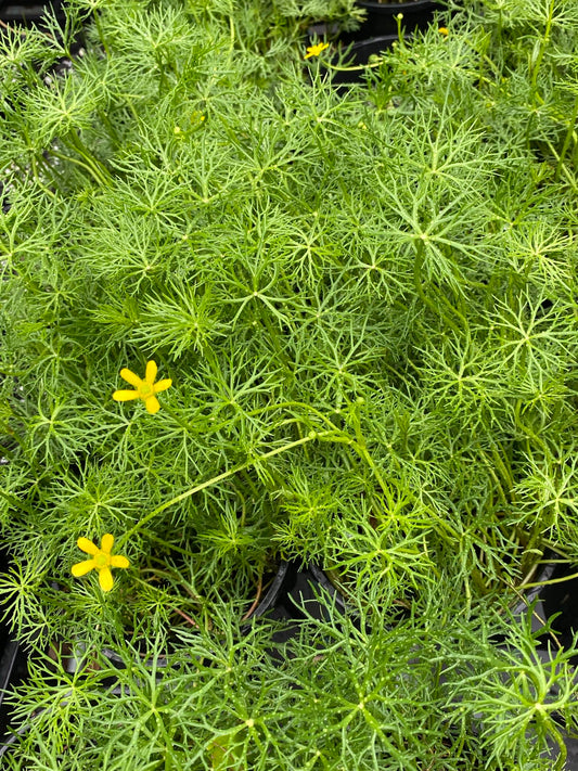 Ranunculus inundatus