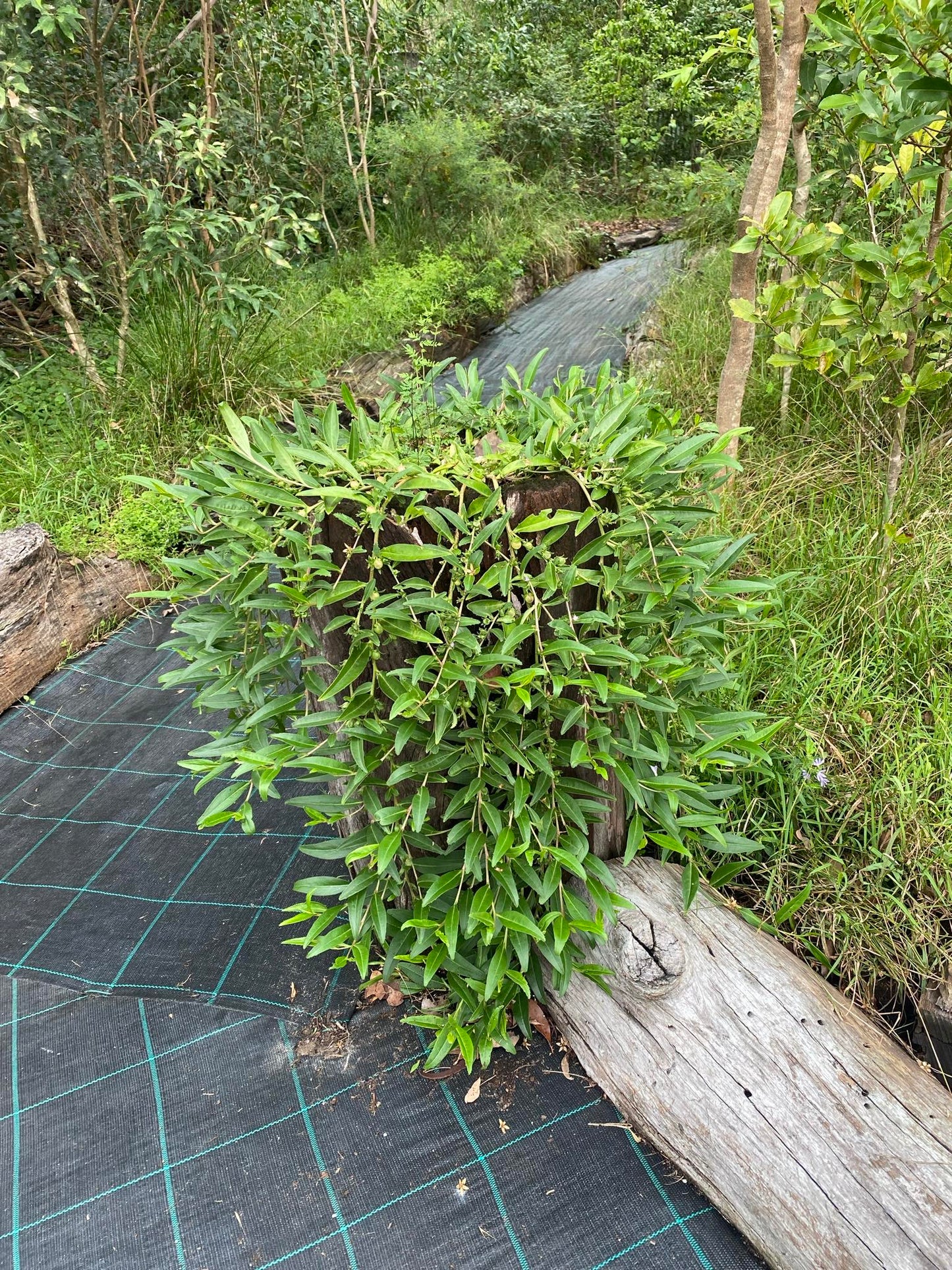 Eremophila debilis